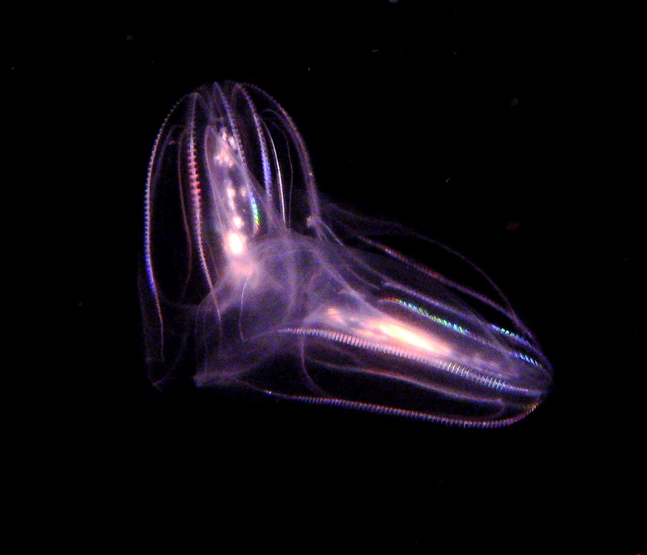 Jamochłon – Meduza